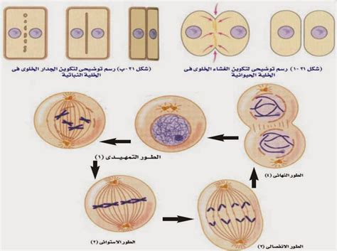 انواع الانقسام في الخلية